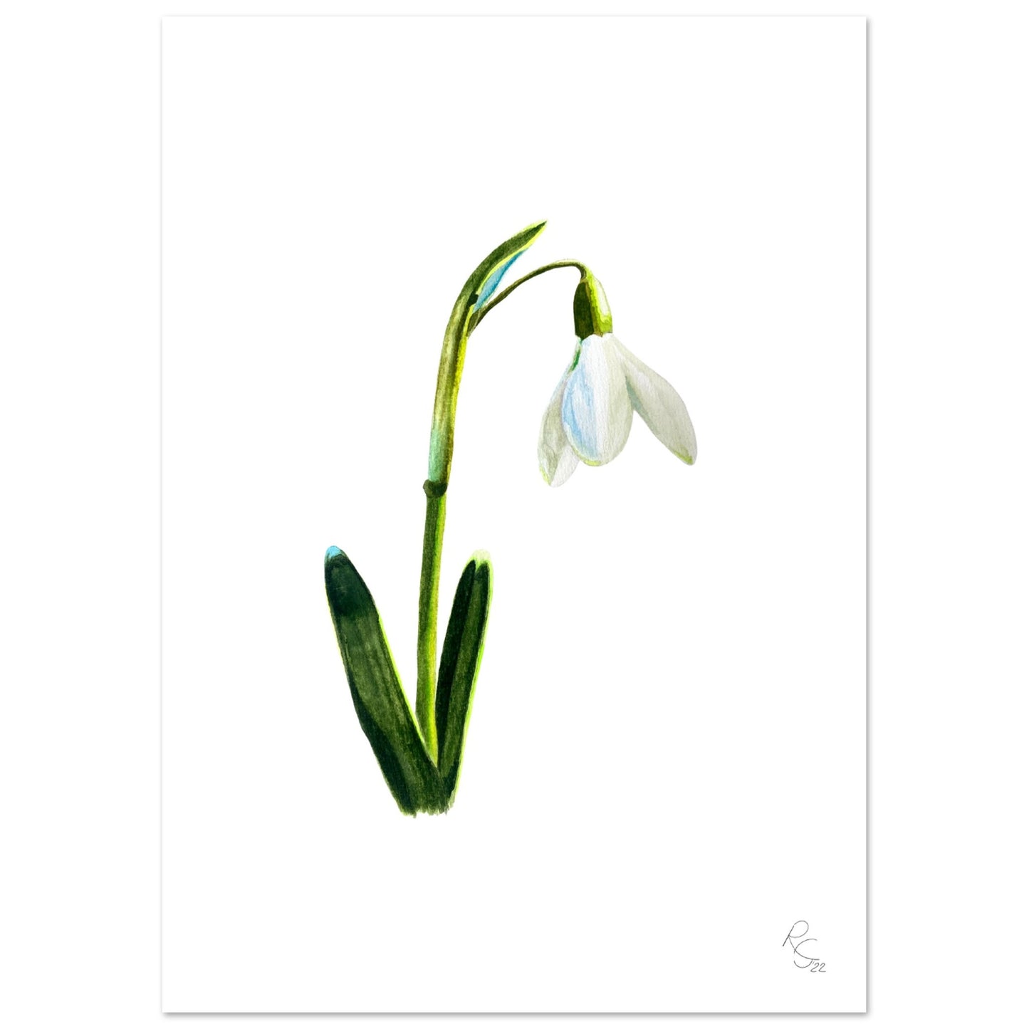 SNOWDROP