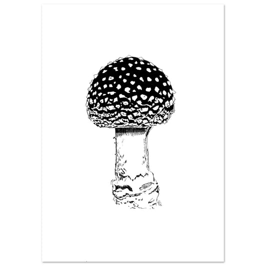 SHROOM 2/6