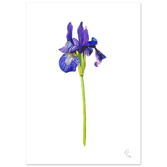 IRIS