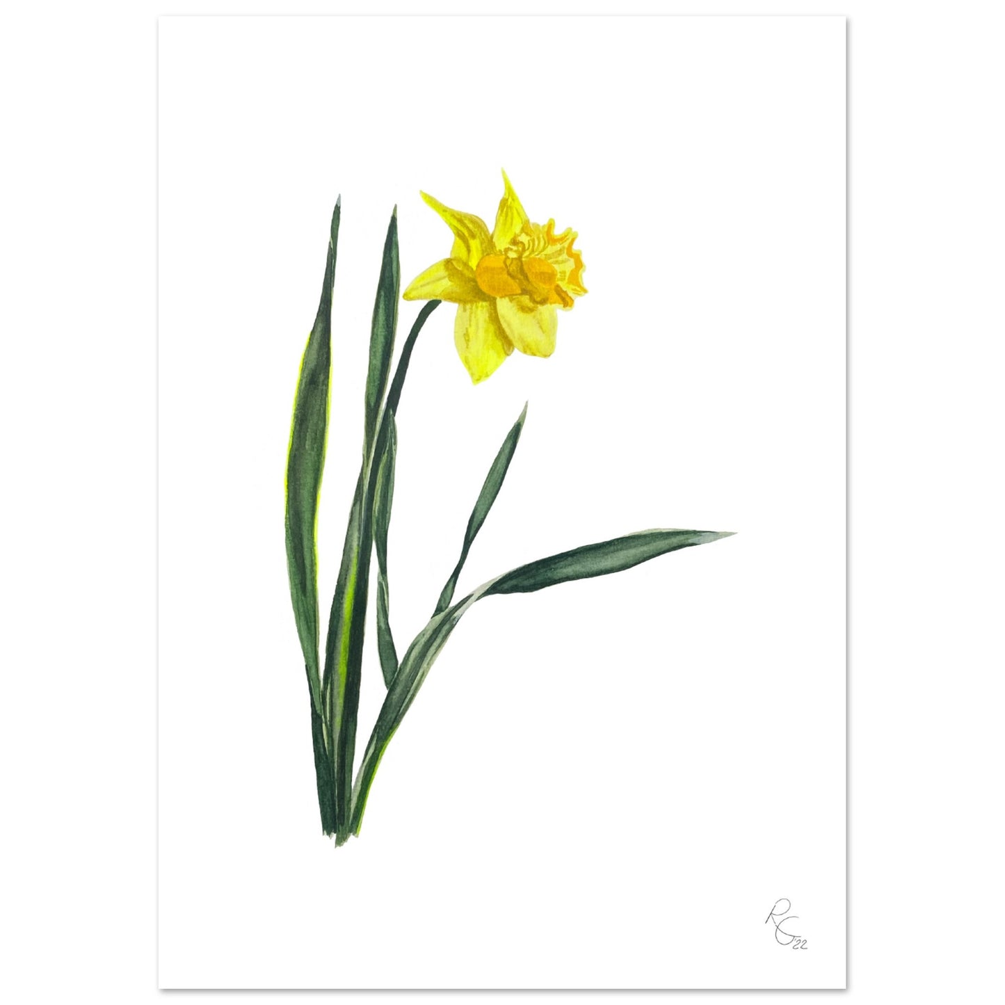 DAFFODIL