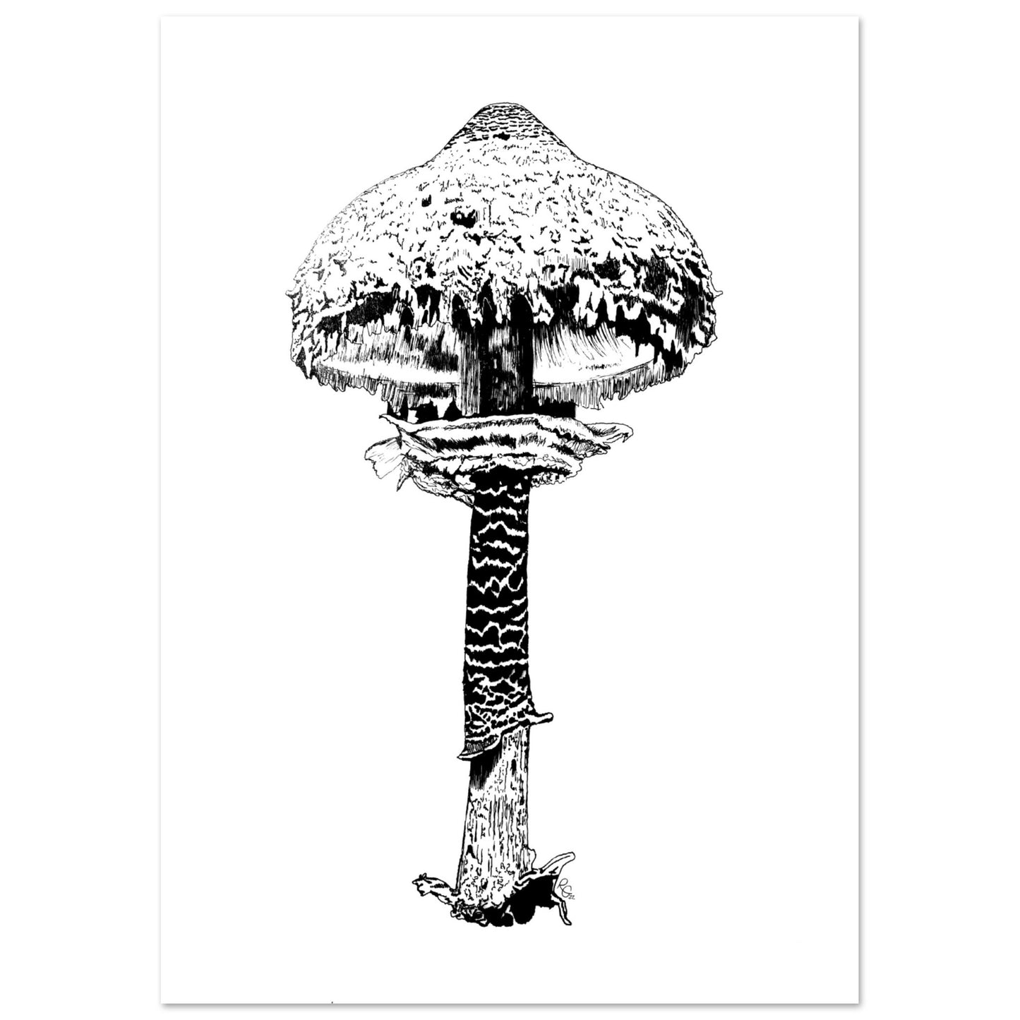 SHROOM 3/6